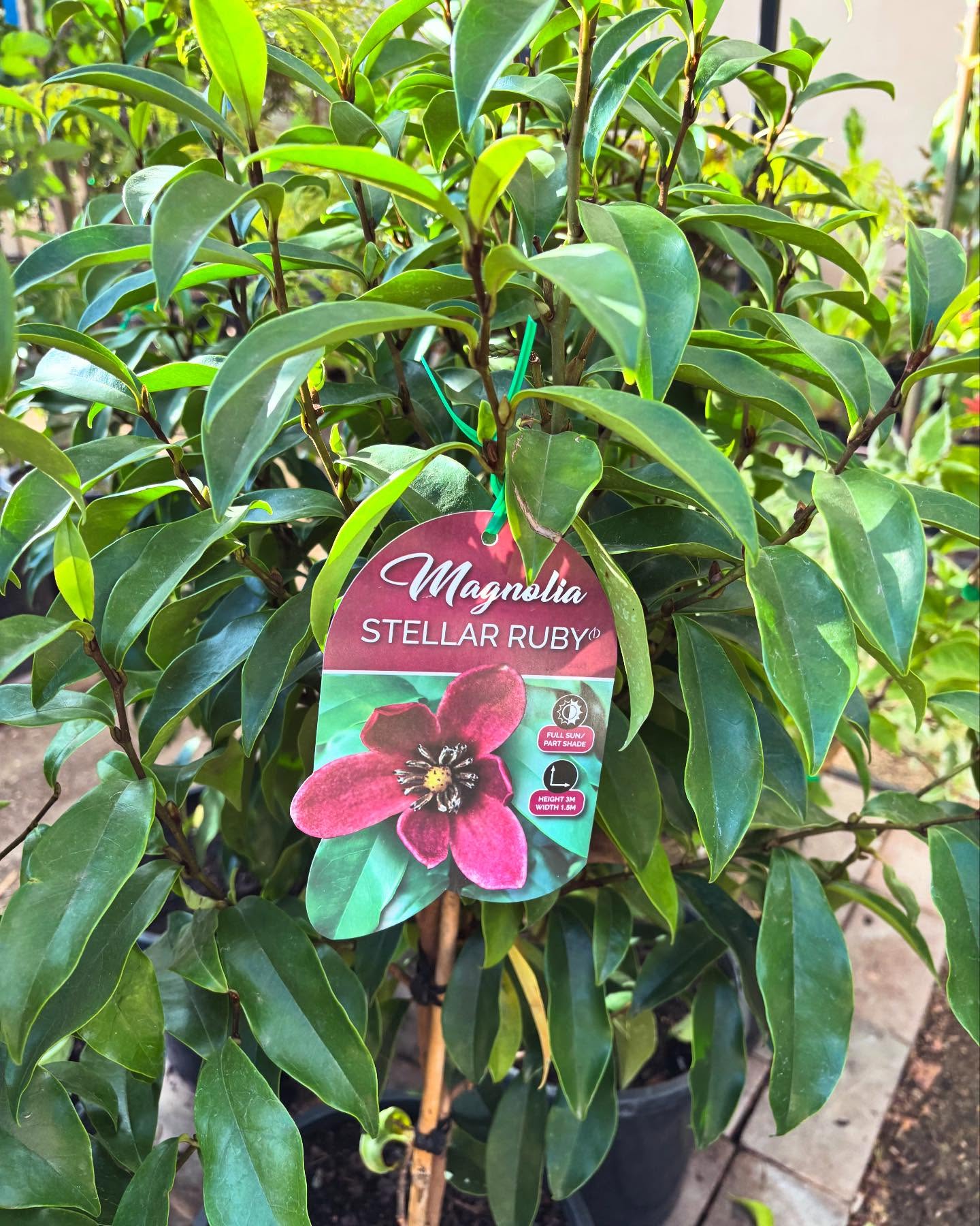 Magnolia Figo soi nou "Stellar Ruby" - forma tufa - frunze vesnic verzi si flori parfumate - ghiveci 10 litri - poze reale