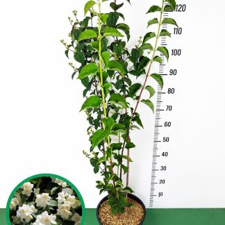Iasomie de Grădină/ Lămâiță TUFA Parfumată la Ghiveci 7L | Arbust Decorativ Rezistent 100 cm