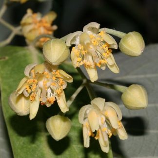 TEI parfumat ARGINTIU | Anul 3 - Radacina Ambalata | min. 1.3-1,7 m inaltime | Specia medicinala pentru flori