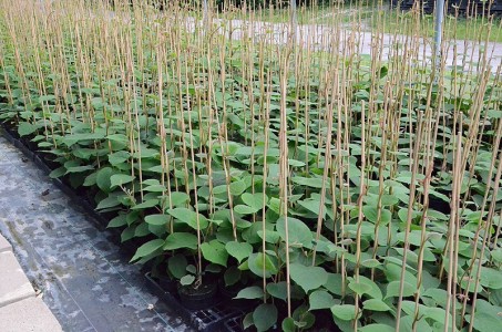 Pachet KIWI: 2 femele Heyward +1 mascul ATLAS polenizator, anul 4, 2 tije fructifere, 140-160 cm