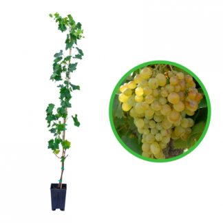 Vita de vie la GHIVECI - pentru plantare pe Spalier Bolta si Solar