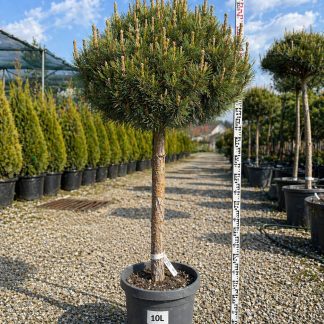 Pin Albastru pe Picior (Pinus Sylvestris WATERERI)  - 100 cm - ghiveci de 10 litri