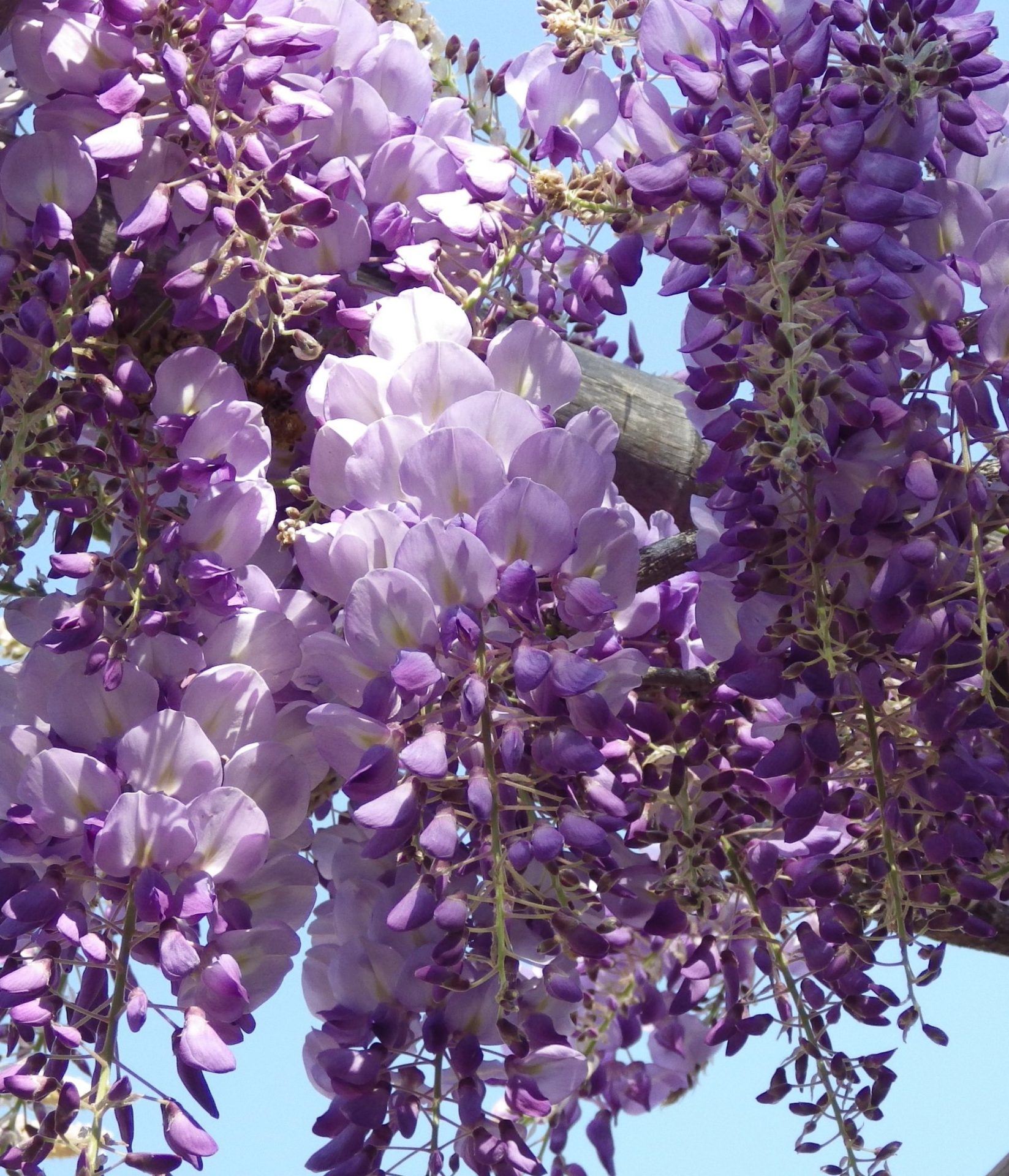Glicina MOV 150 cm-Wisteria parfumată cu înflorire spectaculoasă